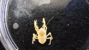 Media type: image;   Invertebrate Zoology 153333 Description: Live specimen.;